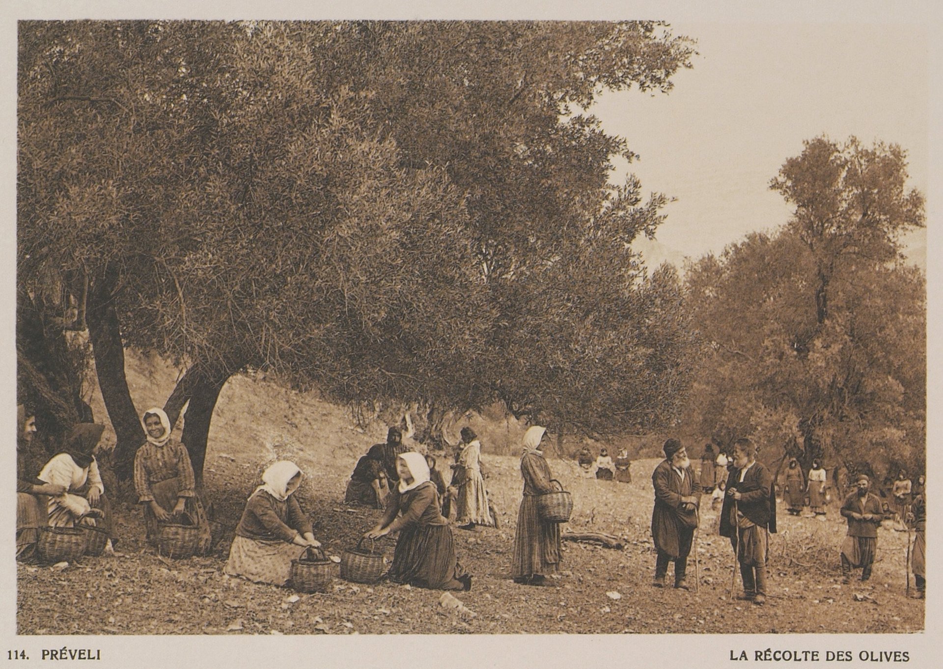 Olive Harvest, Agios Basileios in the 1910s
